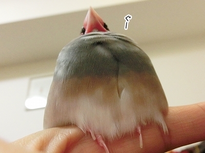 ブンチョ日誌