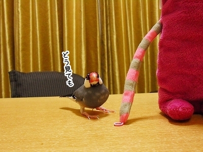 ブンチョ日誌