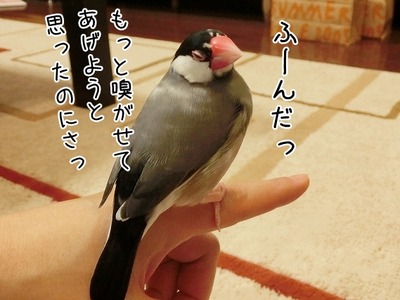 s-CIMG7343