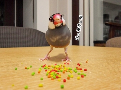 ブンチョ日誌