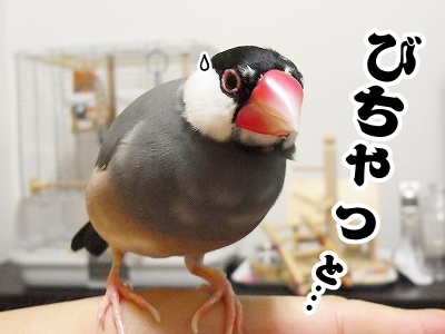 ブンチョ日誌