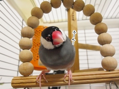 ブンチョ日誌