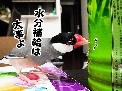 ブンチョ日誌