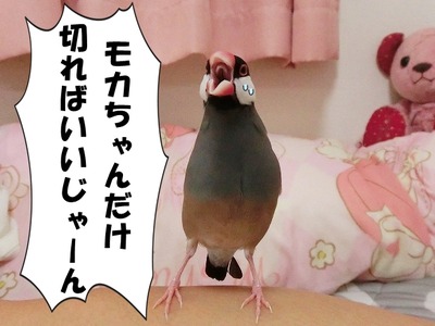 s-CIMG0092