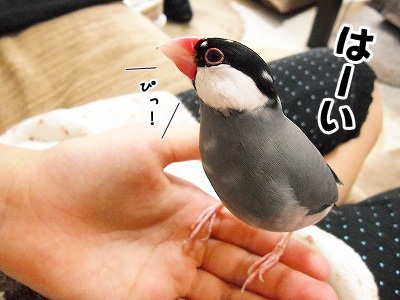 ブンチョ日誌