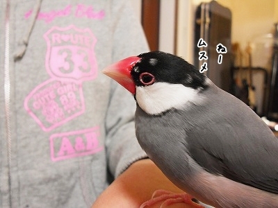 ブンチョ日誌