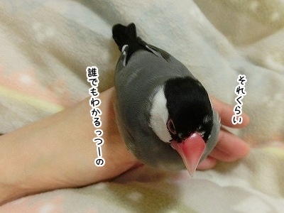 ブンチョ日誌