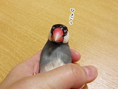 ブンチョ日誌