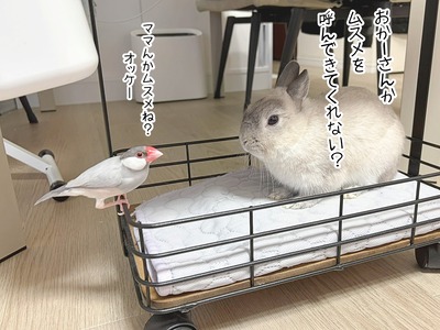 うさぎのルリと文鳥(8/21追記) : ブンチョ日誌 Powered by ライブドア