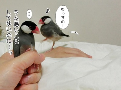 s-CIMG8597