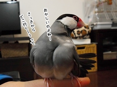 ブンチョ日誌