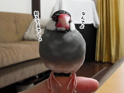 ブンチョ日誌