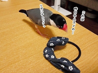 ブンチョ日誌