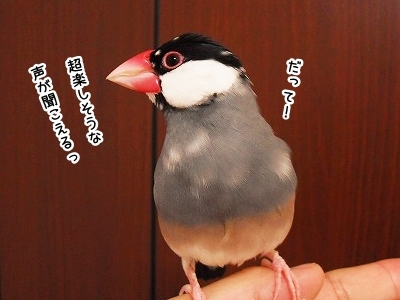ブンチョ日誌
