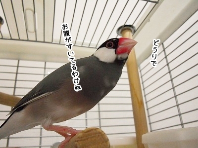 ブンチョ日誌