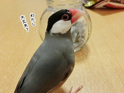 ブンチョ日誌