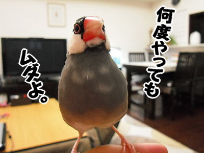 ブンチョ日誌
