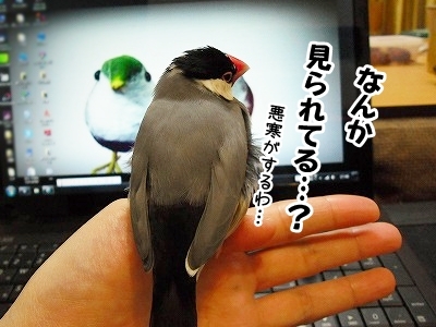 ブンチョ日誌