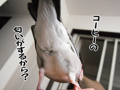 ブンチョ日誌