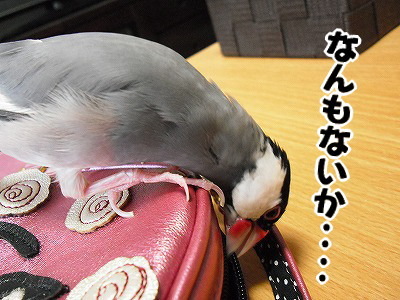 ブンチョ日誌
