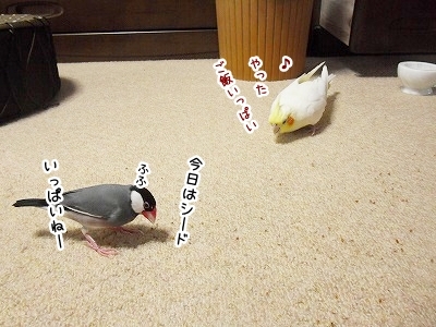 ブンチョ日誌