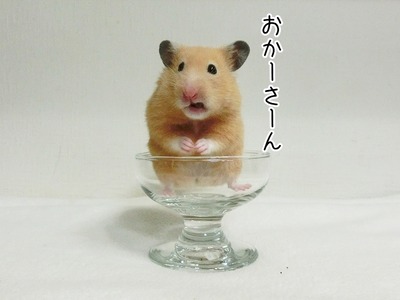 s-CIMG9922