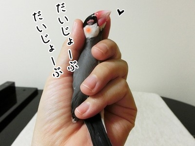 s-CIMG6736