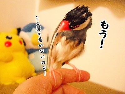 ブンチョ日誌