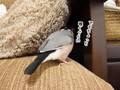 ブンチョ日誌