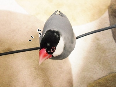 ブンチョ日誌