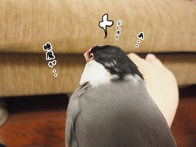 ブンチョ日誌