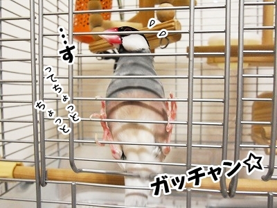 ブンチョ日誌