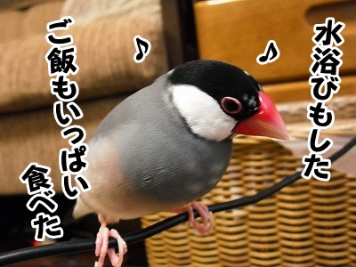 ブンチョ日誌