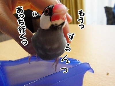 ブンチョ日誌