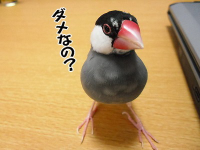 ブンチョ日誌