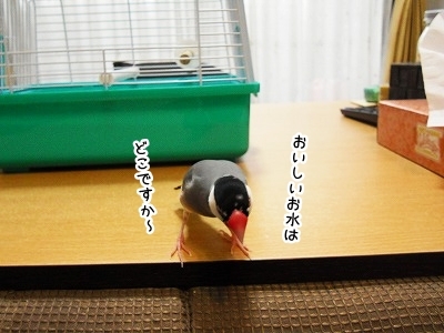 ブンチョ日誌