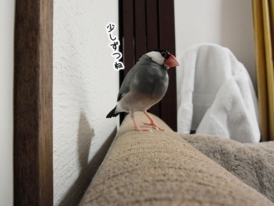 ブンチョ日誌