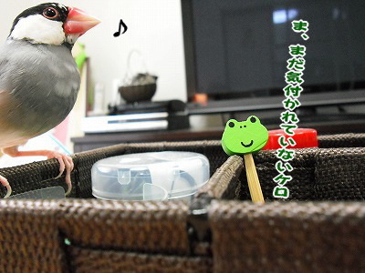 ブンチョ日誌