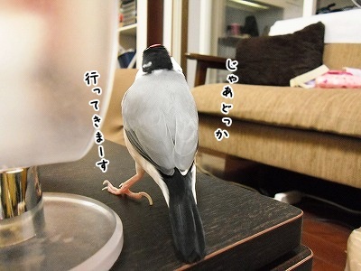 ブンチョ日誌
