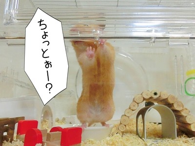 s-CIMG1206