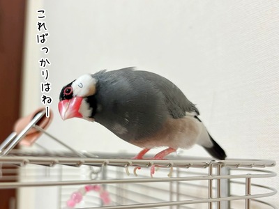 IMG_9316