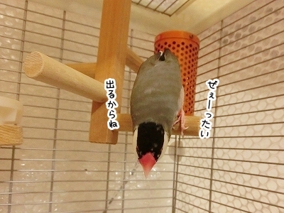ブンチョ日誌