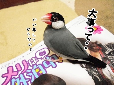 ブンチョ日誌