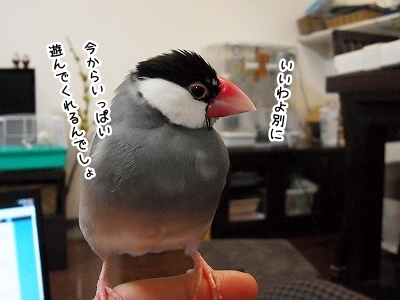 ブンチョ日誌