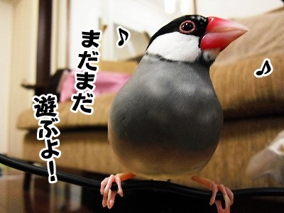 ブンチョ日誌