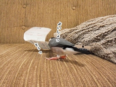ブンチョ日誌