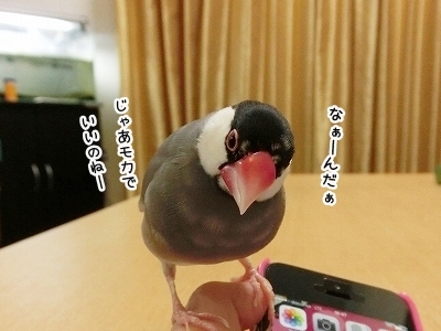 ブンチョ日誌