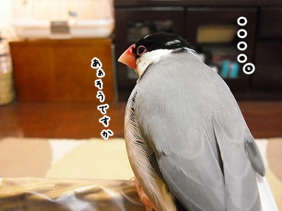 ブンチョ日誌