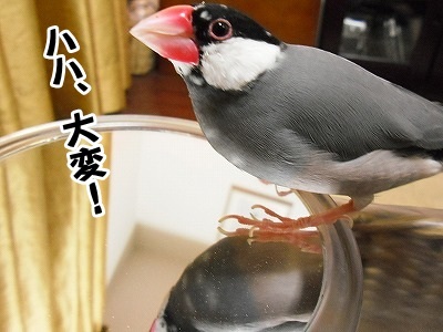 ブンチョ日誌