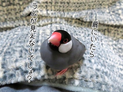 s-IMG_3226